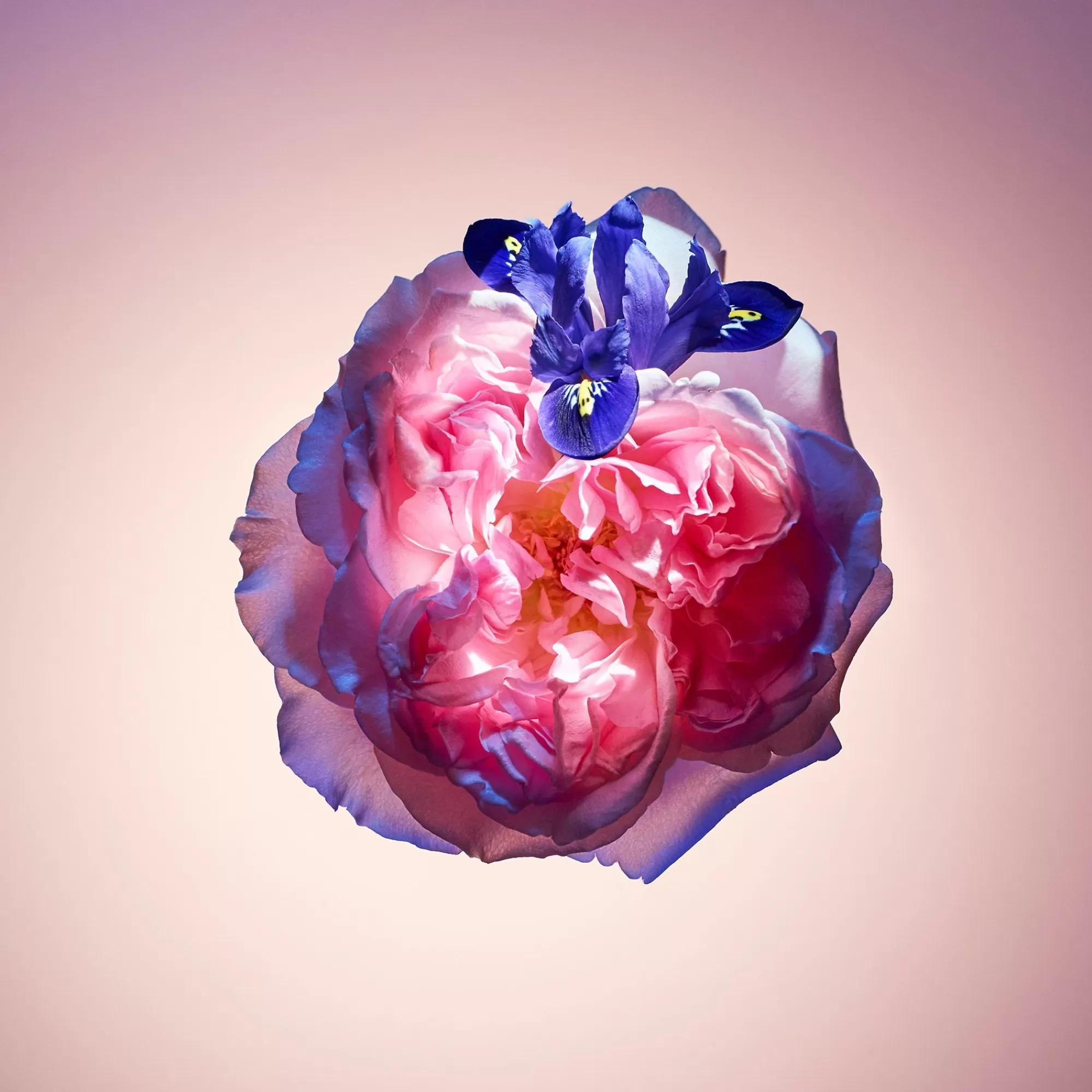 New Louis Vuitton Rose Des Vents